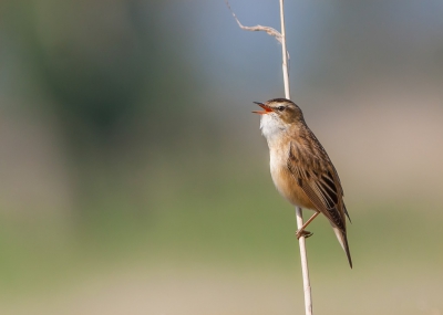 Vandaag wilde deze Rietzanger goed meewerken.
Hij ging regelmatig boven in het riet zitten.
Ondanks de wind waardoor het riet heen en weer ging,
heb ik toch nog wat goede plaatjes kunnen maken.