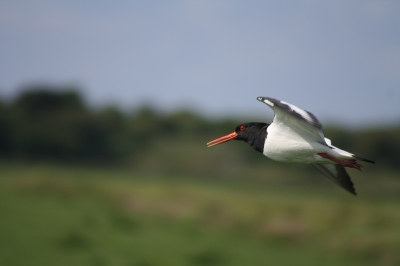 Een hemelvaartsweekend op Schier. Had het eiland heel anders verwacht, maar dit is veel, veel beter dan mijn verwachting!! Deze Scholekster kwam dichtbij, zodat ik goed de tijd kon nemen voor foto's..