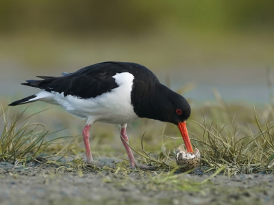 Veel vogels brengen de eierschalen ver weg va het nest. Deze scholekster at eerste de kleine restanten uit het ei. Hij speelde er mee tot een kluut het ritueel verstoorde door ook in het ei te pikken