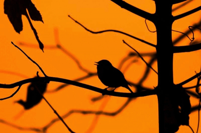 was op zoektocht naar de zwarte en de groene specht in het Birkhovenbos. opeens zat er wat achter me te zingen in het avond zonnetje. rustig liep ik er om heen om deze kleur als achtergrond te zetten. de zon kreeg ik er niet bij