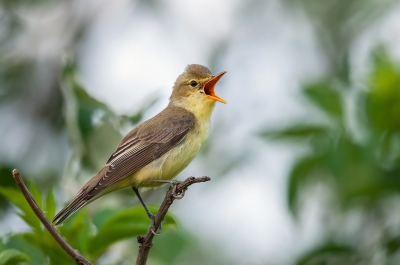 <i class='fa fa-user'></i>&nbsp;Bert Ooms&nbsp;|   Spotvogel&nbsp; <i class='fa fa-eye'>&nbsp;488</i> &nbsp;<i class='fa fa-thumbs-up'>&nbsp;9</i> &nbsp; <i class='fa fa-comment-o'>&nbsp;17</i>
