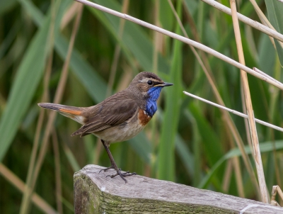 Tijdens een rondje op natuurgebied de Groene Jonker zat deze blauwborst geduldig te poseren.