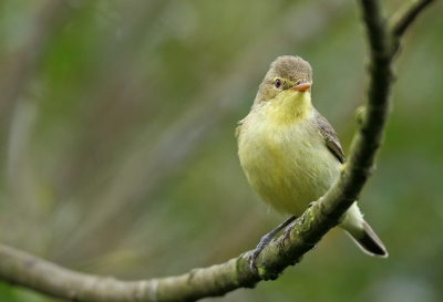 <i class='fa fa-user'></i>&nbsp;J.v.Hooff&nbsp;|   Spotvogel&nbsp; <i class='fa fa-eye'>&nbsp;402</i> &nbsp; <i class='fa fa-comment-o'>&nbsp;5</i>