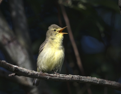 Dit werkelijk prachtig zingend vogeltje kan een spotvogel zijn of een tjif-tjaf.
Graag uitsluitsel.