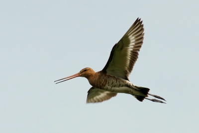 ik blijf het lastig vinden om vliegende vogels te fotograferen met een heldere hemel. met name de belichting vind ik lastig. ben al begonnen met 1 stop over te belichten maar dan gaat de blauwe kleur van de lucht verloren. Grutto, s blijven even boven je schetteren als je bij een landhek staat wat een dan een dankbaar onderwerp is om mee te oefenen