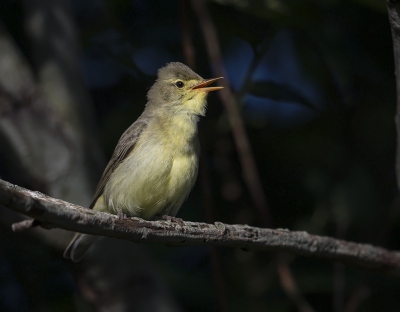 <i class='fa fa-user'></i>&nbsp;Jakob Keun&nbsp;|   Spotvogel&nbsp; <i class='fa fa-eye'>&nbsp;253</i> &nbsp; <i class='fa fa-comment-o'>&nbsp;2</i>