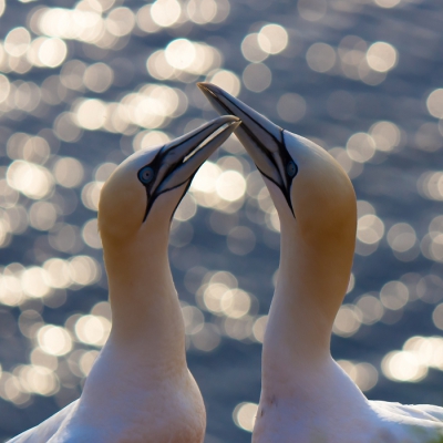 Een paar dagen op Helgoland en Dne geweest. Op de eerste avond tot na zonsondergang bij de kliffen gebleven. De schittering van de laagstaande zon in zee vormde een fraaie achtergrond voor dit koppel.
