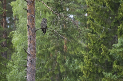 Al een tijdje had ik de wens om de laplanduil in de regen vast te leggen. Het gigantische verenkleed wat normaal gesproken helemaal bol om het lijf van de vogel zit, kan als het nat wordt helemaal instorten. Dit wou ik graag eens vastleggen. Ik ben twee dagen in het gebied gebleven in de hoop een close up van een natte uil te kunnen maken. Maar met de komst van de regen, was de activiteit een stuk lager. De muizen die bleven mooi in hun holen schuilen, waardoor de uilen ook even een uiltje knapte. ;-)

Na de eerste bui kwam deze dame ongeveer 60 meter van me vandaan in een boom zitten. Ik zat op een heuvel, waardoor ik een mooi standpunt had. Geen close up, maar wel een semi natte uil in haar natuurlijke omgeving.