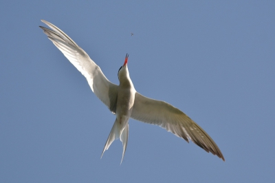 <i class='fa fa-user'></i>&nbsp;Ben van den Broek&nbsp;|   Visdief&nbsp; <i class='fa fa-eye'>&nbsp;239</i> &nbsp; <i class='fa fa-comment-o'>&nbsp;2</i>
