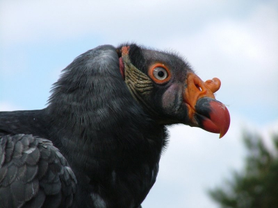 Deze koningsgier tijdens een roofvogelshow in de Beekse Bergen op de foto gezet.
Volgens informatie op internet komt deze gier voor van zuidelijk Mexico tot noordelijk Argentinie