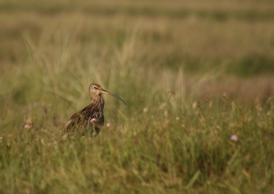 De wulpen kwamen vrij dichtbij op Schiermonnikoog!! Met mijn 1000D blijft het erg moeilijk om foto's van welke soort dan ook te maken, maar deze is aardig gelukt:)