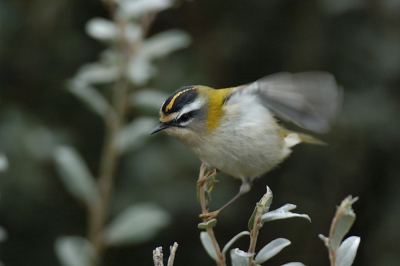 Laatste tijd niet echt veel leuks meer kunnen schieten, hier nog maar een vuurgoudhaan van oktober. ik vind deze wel leuk het gedrag van de soort weergeven. Foto iets gecropped en verscherpt.

f5.6 - 1/200sec - iso 720 - uit de hand