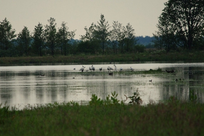 Acht Lepelaars gezien bij het nieuwe gedeelte Esmeer/Fochteloerveen. Nieuw natuur gebied dat nu in op mars is waar vooral de Kraanvogel veel gespot wordt. Tussen Assen en Veenhuizen in.