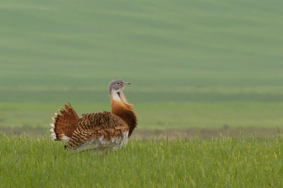 We reden op een weg achter de Grote Trap en zagen een witte auto achter een heuvel staan. Als je in dat gebied rondrijd en je ziet een auto staan weet je dat ze deze vogels aan het zoeken zijn. Ineens zag ik ook de Grote Trap staan. De auto omgekeerd en door een landweggetje naar de plek toe. De witte auto was inmiddels vertrokken maar de vogel stond er gelukkig nog. Hij stond daar echt als een koning te pronken boven op die heuvel. Wat een prachtig beest. Na een poosje zakte hij heel langzaam naar beneden en verdween in het gewas. Zo groot als ze zijn, je ziet ze dan echt niet terug.