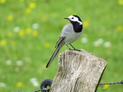 deze witte kwikstaart stond zich op te poetsen toen we langs dit weiland fietsten. Lang genoeg om hem te fotograferen.