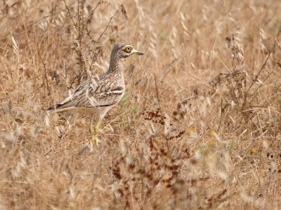 Vandaag weer eens een Griel goed kunnen bekijken. Je hoopt er altijd op met excursies maar helaas lukt het niet altijd. De schutkleur in het nu droge gras van de Alentejo regio in Portugal maakt het erg lastig om ze te zien.