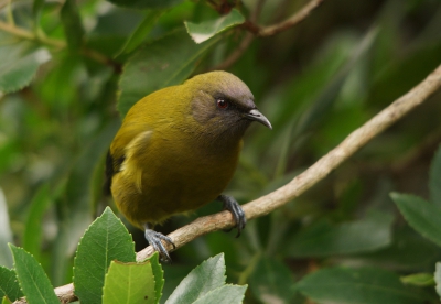 <i class='fa fa-user'></i>&nbsp;Luuk Asbreuk&nbsp;|   Maoribelhoningvogel&nbsp; <i class='fa fa-eye'>&nbsp;300</i> &nbsp; <i class='fa fa-comment-o'>&nbsp;1</i>