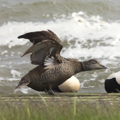 na lang fietsen en turen over de Waddenzee zaten op de dijk een stuk of 20/30 eiders. ik was al zo dichtbij en dit plaatje kunnen maken. hier het vrouwtje in dreighouding. had het mannetje er ook graag erbij willen hebben maar vond hm zo ook leuk