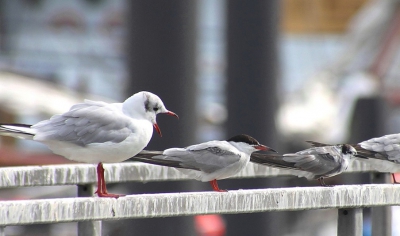 Deze kokmeeuw laat nog even duidelijk weten wie de grootste en sterkste is. Visdief en zwarte stern houden zich gedeisd. technisch geen top-plaat, maar ik vond het wel een leuk beeld, drie soorten op rij van groot naar klein.