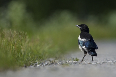 Maandag kwam ik 3 jonge eksters op de weg tegen. Ik kon ze nog maar net ontwijken. Meteen de auto aan de kant gezet, snel een paar plaatjes geschoten en ze van de weg gedreven. 

Normaal gesproken bemoei ik me niet op deze manier met de natuur, maar vind het overreden worden door een auto geen natuurlijke zaak. Vandaar toch maar ingegrepen.