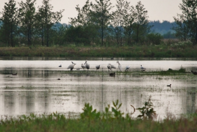 Tussen Assen en Veenhuizen hebben ze een  nieuw natuurgebied aangelegd, waar vooral veel Kraanvogels komen. Alleen ze we tot onze verbazing dat er 8 lepelaars zitten.