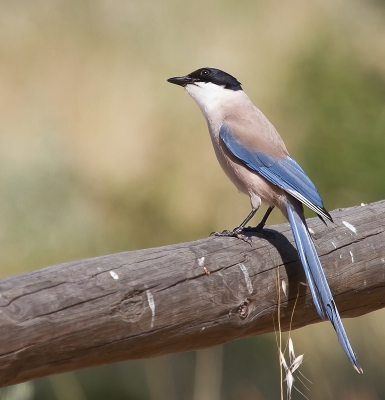 In Extremadura veel Blauwe Eksters gezien maar niet mooi op de foto kunnen krijgen. In Achebuche lukte het wel. We wandelden door het park en ineens kwam de Ekster vlak in de buurt zitten en begon de lucht af te speuren naar insecten. Nu was hij voor mij en helemaal zonder schaduw over de vogel wat op de andere plaats niet lukte.