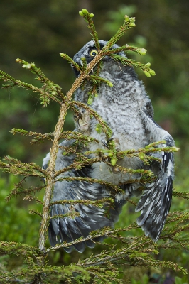 Begin deze maand hebben de sperweruil kuikens ook het nest verlaten. Dit jong kwam ik tegen op de grond in een dichte fijnsparren opstand. Ik ben gaan zitten en heb het diertje met veel plezier kunnen observeren. Het was duidelijk dat het van de grond af wou en begon met het beklimmen van een fijnspar. Alleen had hij geen rekening gehouden met de hoogte van de fijnspar die hij uitgekozen had. Hij bleef een minuut of twee in deze positie hangen voordat hij besloot toch maar weer naar beneden te klimmen en het ergens anders nog eens te proberen. Maar dat heb ik verder niet meegemaakt. Toen ik de ouders in de verte hoorde roepen, heb ik het gebied verlaten om ze niet verder te verstoren.