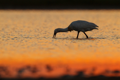 Deze foto is net na tien uur 's avonds gemaakt. Het mooiste gedeelte van de zonsondergang was voorbij, maar de oranje hemel reflecteerde nog wel in het water. 
Het licht liep hard terug, maar enkele lepelaars waren nog bezig met foerageren.