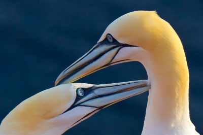 En van de mooiste fotogenieke vogels die je op Helgoland kunt tegenkomen, is natuurlijk de Jan van Gent. Tijdens mijn 4-daagse verblijf kon ik een paar keer in het avondlicht deze fotograferen. Een detailopname van een paartje dat elkaar hielp met het in orde brengen van het verenkleed.