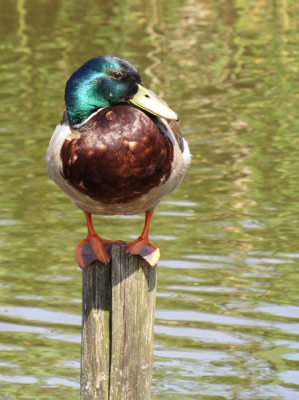 deze eend heeft een mooi prominent plekje gevonden; zo kun je ook de poten mooi zien.