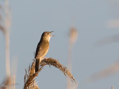 Deze vogel hoor je vaker dan dat je hem ziet. Deze snor ging er mooi voor zitten.