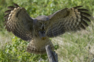 Bij deze de tweede poging voor deze foto. Ik heb mijn best gedaan om hem op te lichten.  

Hier kwam de dame bijna recht op ons af en landde ongeveer 10 meter voor ons op een dooie tak. Jammer genoeg was het licht al vrij sterk en was het moeilijk om haar op deze plek goed te belichten.