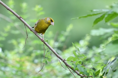 Na werktijd de camera er maar even bij gepakt met zo'n drukte in de tuin. Deze groenling keek nieuwsgierig wat ik aan het doen was. Dat gaf mij een mooi moment om hem vast te leggen,