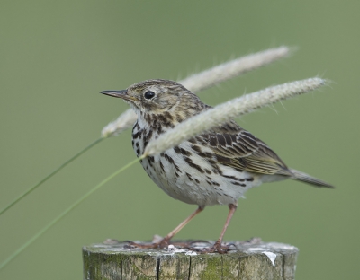 Deze hele gewone graspieper kwam in een aparte pose vanwege de grashalmen die om hem waaiden in de wind. Het is net of hij een paar extra vleugels heeft.
Genomen vanuit de auto.