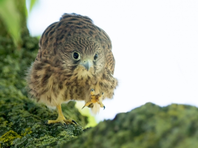 Deze jonge Torenvalk heeft net het nest verlaten en is druk bezig om de wereld te verkennen.