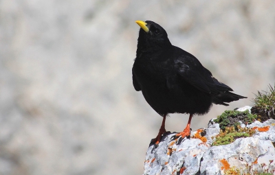 deze alpenkauw was een mooie beloning nadat we de Grand Veymont hadden beklommen. Het licht was wel erg fel wat het fotograferen niet makkelijker maakte.maar de vogel was niet schuw.