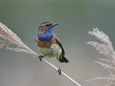 prachtige ochtend aantal zeer actieve blauwborsten