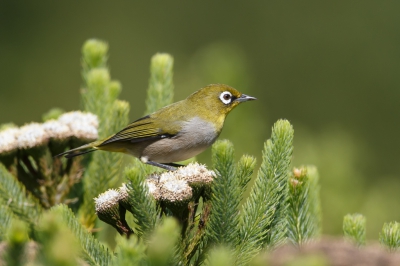 <i class='fa fa-user'></i>&nbsp;Paul van Gorp&nbsp;|   Kaapse Brilvogel&nbsp; <i class='fa fa-eye'>&nbsp;350</i> &nbsp; <i class='fa fa-comment-o'>&nbsp;3</i>