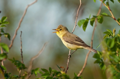 <i class='fa fa-user'></i>&nbsp;Bert Ooms&nbsp;|   Spotvogel&nbsp; <i class='fa fa-eye'>&nbsp;589</i> &nbsp;<i class='fa fa-thumbs-up'>&nbsp;8</i> &nbsp; <i class='fa fa-comment-o'>&nbsp;13</i>