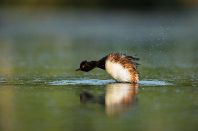 Plat op de grond deze foto gemaakt, ik deze fuut al van een afstandje in het oog en zag hem/haar telkens duiken en daarna zichzelf poetsen en de veren goed gooien, hier wou ik graag een foto van maken