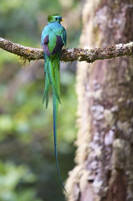 <i class='fa fa-user'></i>&nbsp;Frits Stoekenbroek&nbsp;|   Quetzal&nbsp; <i class='fa fa-eye'>&nbsp;528</i> &nbsp;<i class='fa fa-thumbs-up'>&nbsp;4</i> &nbsp; <i class='fa fa-comment-o'>&nbsp;10</i>