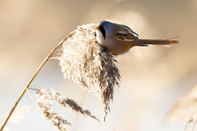 Foto van vorige jaar januari, de eerste keer dat ik deze mooie vogel eindelijk voor de lens kreeg. Wat was het die dag koud, maar ben toch blij dat ik eropuit gegaan ben :)