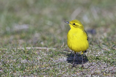 Als voorbeeld ivm wazige borst....ik heb dit ook wel eens bij ijsvogel(s)