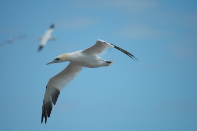 Thousands of gannets on the rocky part of Bonaventure island, not far from Perce.