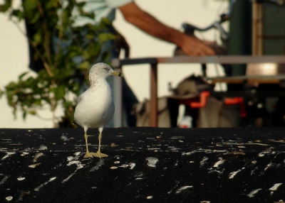 nu maar 's  eentje op het dak van de woonboot die daar in het haventje ligt..