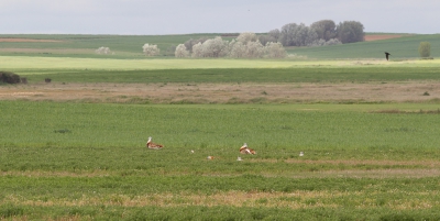 Met deze foto wil ik het leefgebied en gedrag van de Grote Trappen laten zien. De zeer grote vogels, &#9794; 90-105 en de &#9792; 75-85cm leven vooral in groepen, in open vlaktes het liefst in steppen. Deze 6 zijn uit een groep van 12 vogels die wij zagen maar het kunnen er veel meer geweest zijn want zo zie je ze staan en zo verdwijnen ze helemaal in het gewas. Je ziet ze dan, zo groot als ze zijn echt niet terug. Daarom is het zo ontzettend moeilijk om die vogels te ontdekken. Op de foto zie je van een paar waar het koppie nog net boven het gewas uitsteekt.