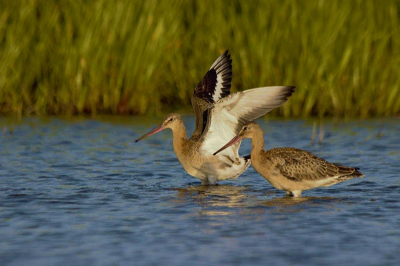 om 8 uur wilde ik het water in om te fotograferen, maar toen zat er een groepje grutto's te foerageren. heel voorzichtig heb ik ze beslopen. best lastig kruipen in het water ;) heb ze goed kunnen benaderen toen de zon bijna onderging voor het mooie licht.