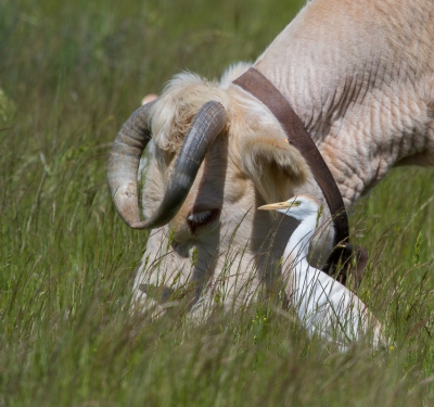 Je ziet veel Koereigers bij een Koe voorbij komen daarom doe ik er ook nog een schepje bovenop.
In vind vooral de Koereiger naast die prachtige kop van die Koe hier erg mooi.