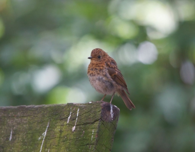 ik reed vandaag in het park toen ik ineens deze roodborst opmerkte. omdat deze jonge roodborst me niet zag heb ik geen moment getwijfeld en op foto gezet. de opname omstandigheden waren redelijk tot goed bij goed weer met wat bewolking