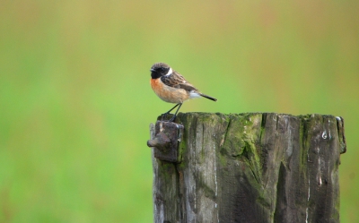 Roodborst tapuit zat mij rustig te observeren tijdens een rust moment onderweg ,Had camera bij me met dit als resultaat